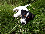 Jack_Russel_Time
